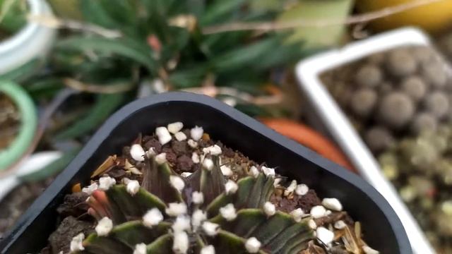 Gymnocalycium LB 2718 Hybrids Variegata Cactus смотреть онлайн