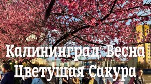 Калининград: Весна - Цветущая Сакура🌿🌸