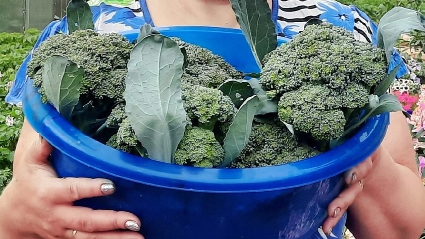 Сейте со мной и всегда будете с огромным урожаем Брокколи!! смотреть онлайн