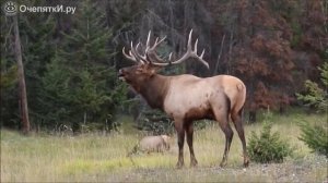 Как кричит олень