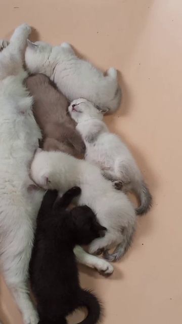 МАНЧКИНЫ. КОТЯТА. СПИМ ГДЕ ХОТИМ. смотреть онлайн