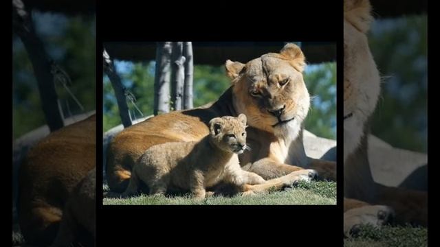 Дикая львица❤️❤️❤️❤️ смотреть онлайн