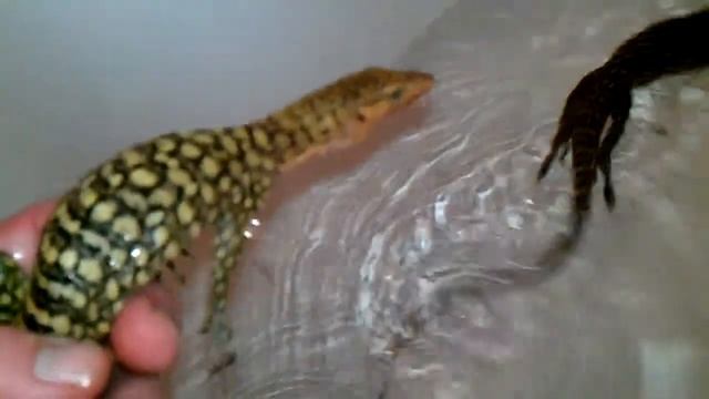 Varanus melinus смотреть онлайн