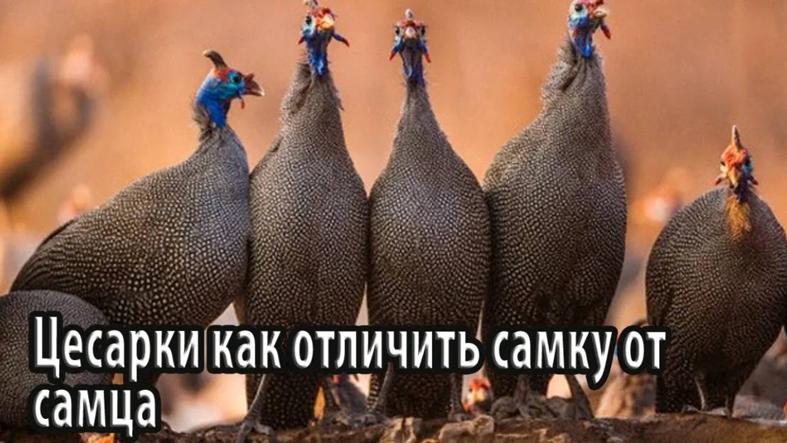 Цесарки как отличить самку от самца