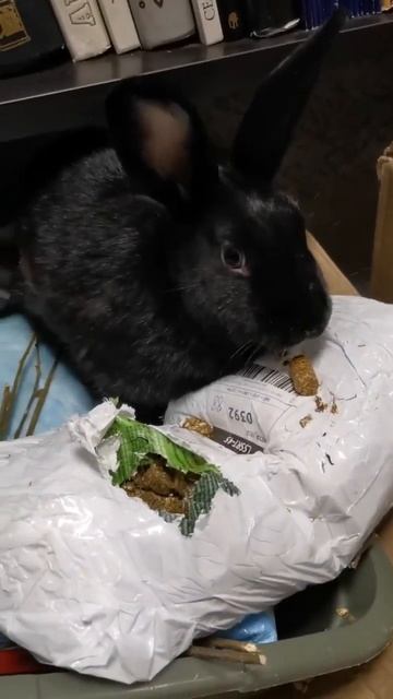 КРОЛИК НАШЕЛ ВКУСНЯШКИ😂 #shorts #смешныеживотные #rabbit #bunny #незаводитекроликов #милыепитомцы