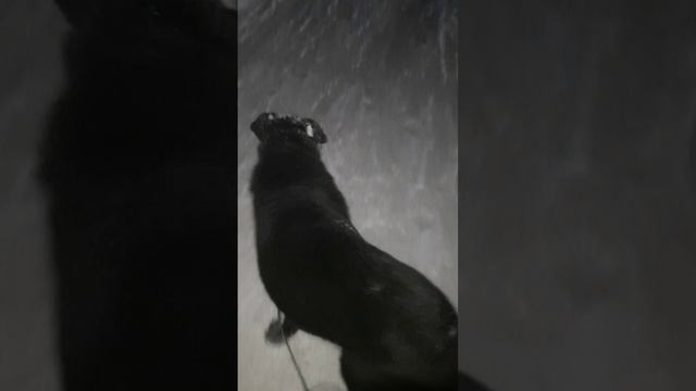 Грустный собак