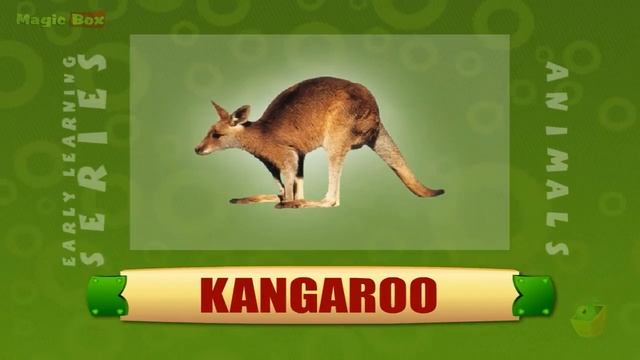 Kangaroo - Animals - Pre School - Animated Educational Videos For Kids смотреть онлайн