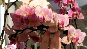 Домашние цветение орхидей. Стюартиана Pico Chip, фаленопсис Miki Ice Cube, фаленопсис Pirate Picotee