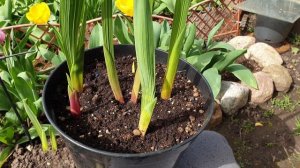 Удобный, простой и удачный способ посадки гладиолусов.