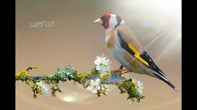 Щегол - Пение птиц смотреть онлайн