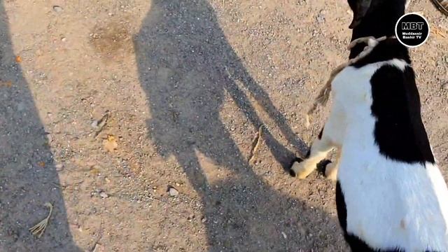 Mera B Soda Ban Gya 😍 | Bakra Mandi Taxila Latest Update 9 September 2022 смотреть онлайн