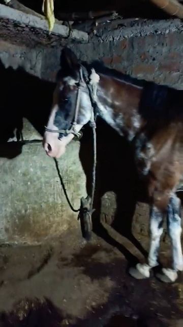 bhadarra का घोड़ा 😯🤩 #horselover #ghoda #viral #horsedance #rajahorse #horsedance смотреть онлайн