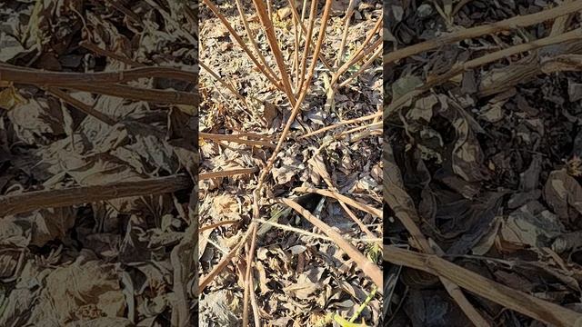 Обрезка гортензии весной. 29.03.2025