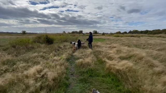 Woofer Walk/Mon.Morn. смотреть онлайн