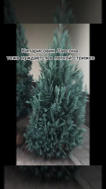 Стрижка хвойных композиций. смотреть онлайн