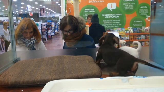 Щенячьи игры в зоомагазине смотреть онлайн