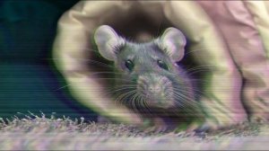 ВЫСОКОЧАСТОТНЫЙ ЗВУК ПРОТИВ ГРЫЗУНОВ. Неприятный звук для мышей #2