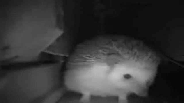 ёжик чихнул 😁😅 смотреть онлайн