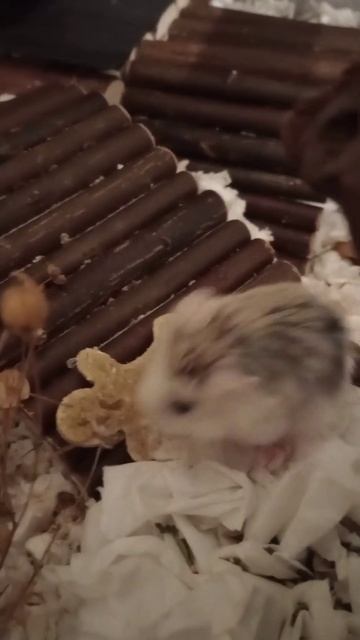 Comet attacking an early Xmas treat #christmas2022 #hamstercare #hamstertreats смотреть онлайн