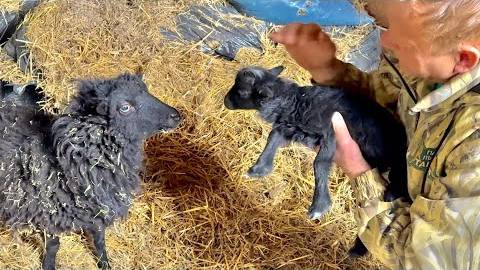 У нас родился ОЧЕНЬ РЕДКИЙ карликовый барашек, ласковая лама прямо не сводит глаз с Олега Зубкова смотреть онлайн