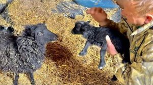 У нас родился ОЧЕНЬ РЕДКИЙ карликовый барашек, ласковая лама прямо не сводит глаз с Олега Зубкова