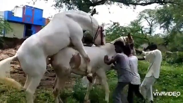 #Horse Another mare covered by my stallion #BADAL ... All the best to owners for desired results смотреть онлайн