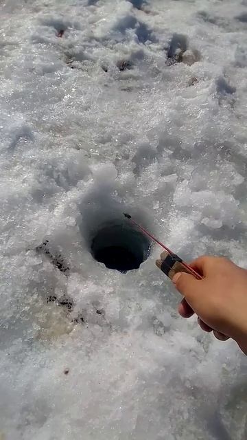 Ловля гольяна на короеда смотреть онлайн