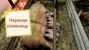 11 привела и 2х обнулила 🤬 Агрессия свиноматки к новорождённым