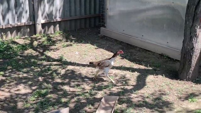 Утренний обход бойцовых птиц смотреть онлайн