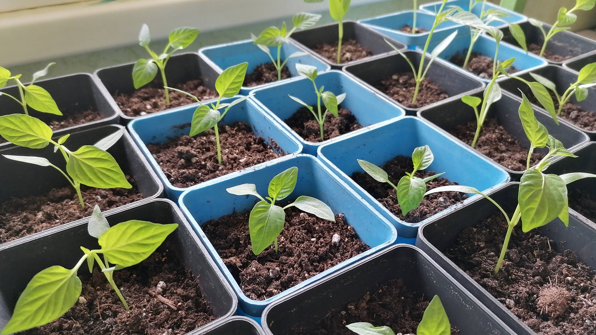 ЧЕГО НЕ ЛЮБИТ МОЛОДАЯ РАССАДА. смотреть онлайн