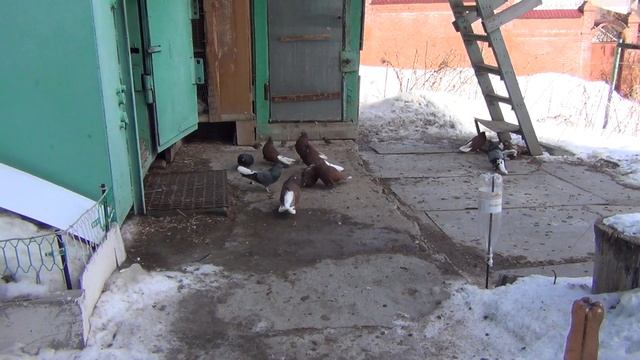 Начались весенние проблемы. смотреть онлайн
