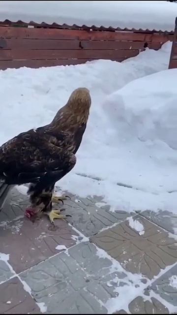 Вот эта реакция🦅😃Беркут охотится на самую разнообразную дичь весом от 0,4 до 5 кг смотреть онлайн