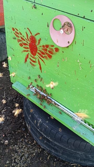 Пыльцу понесли.Ляпота🐝🪻🐝🪻🐝 смотреть онлайн