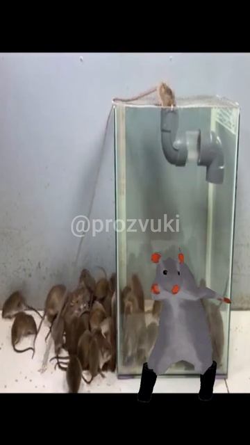 Мышеловка #мышеловка #мем #крыса