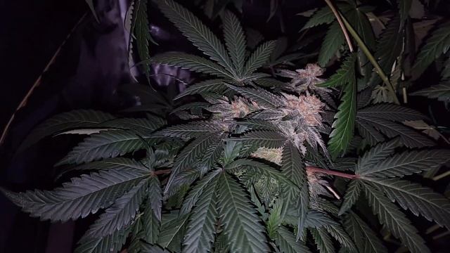 Updank 16 Apollo Led Grow Light