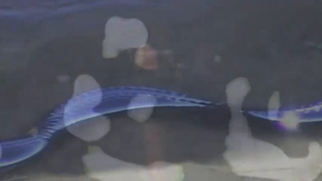 CHARGING SYSTEMS & MYCELIUM ORCHESTRA | Ambient / Drone / Ethno experimental / Electronic / Izhevs смотреть онлайн