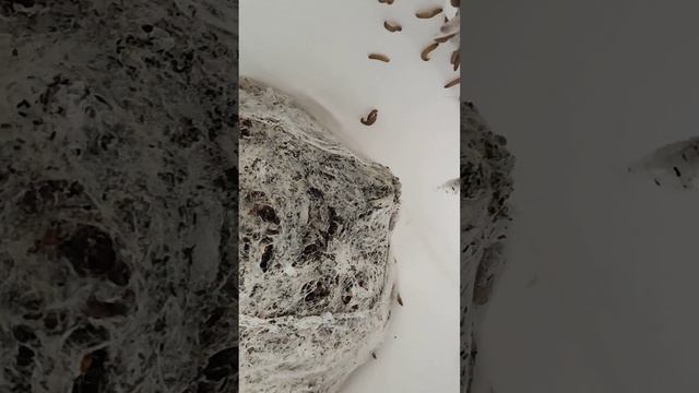 Огневки (восковая моль) работают на производстве ПЖВМ смотреть онлайн