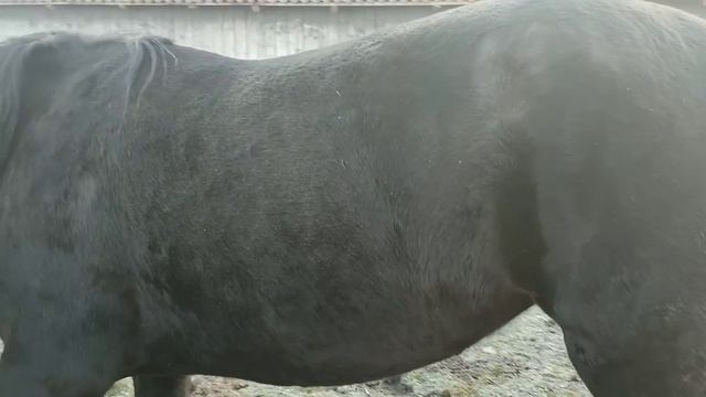 💪🏻ВЕЛИКИЙ ВИБІР КОНЕЙ НА ПРОДАЖУ 🔥🔥🔥/с.Іваниківка✊🏻 смотреть онлайн