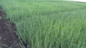 Ячмень яровой, сорт Маргрет, без удобрений (07.06.19)