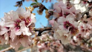 Её мы ждали, ждали.И вот она пришла.Весна!