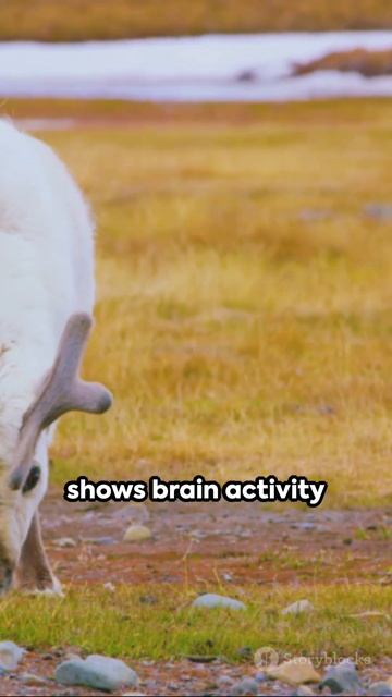 Reindeer Enter Sleep Like State While Chewing to Maximize Food Intake смотреть онлайн