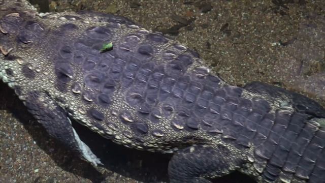 КРОКОДИЛ Звук КРОКОДИЛА