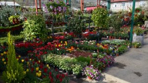 Уличные цветы для клумб