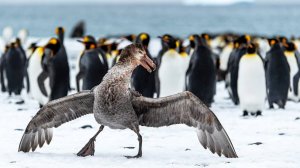 Крылатый хищник, решивший полакомиться пингвинами - ГИГАНТСКИЙ БУРЕВЕСТНИК!