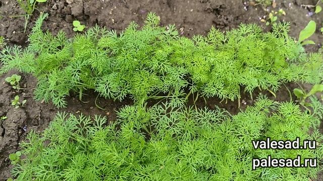 УКРОП ЗАВАЛИТ УРОЖАЕМ! Всегда соблюдаю эти 4 правила по выращиванию укропа и он радует урожаем! смотреть онлайн