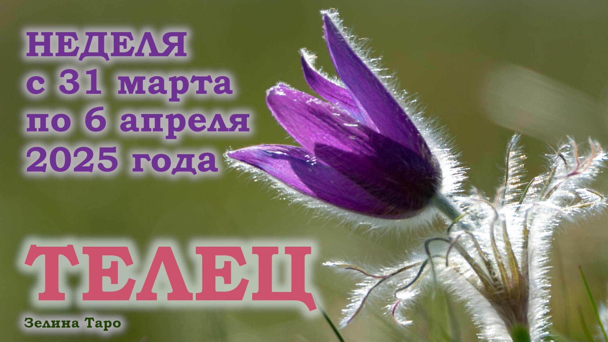 ТЕЛЕЦ | ТАРО прогноз на неделю с 31 марта по 6 апреля 2025 года