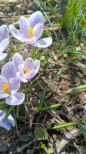 Крокусы в саду смотреть онлайн