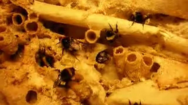 Geriatric bees смотреть онлайн