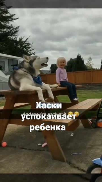 хаски успокаивает ребенка смотреть онлайн