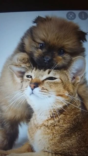 2 фото милых собак и кошек 💖 смотреть онлайн